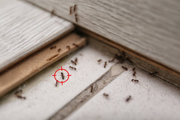 Best Cockroach Control Services  in Ruleville, MS